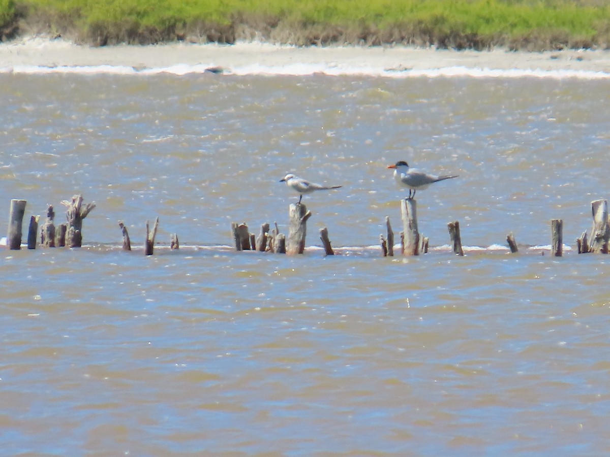 Gull-billed Tern - ML632027684
