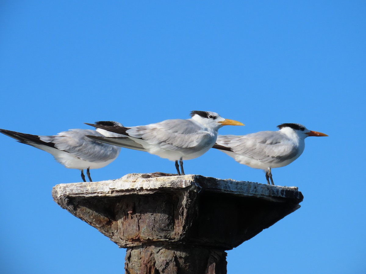 Royal Tern - ML632027717