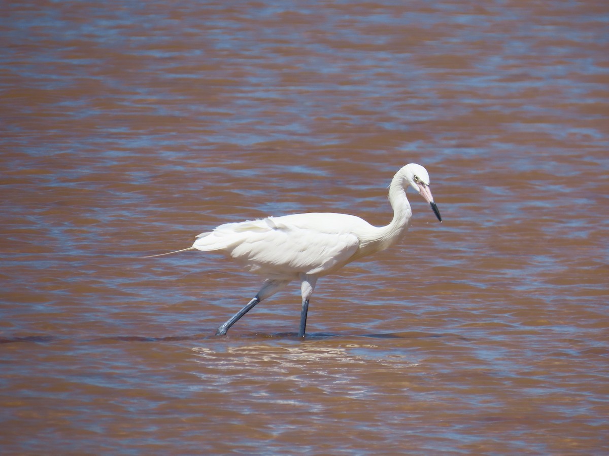 Reddish Egret - ML632027770