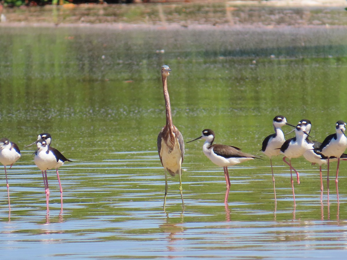 Tricolored Heron - ML632027776