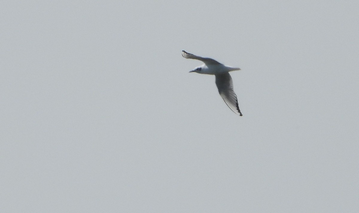 Mouette de Bonaparte - ML632027811