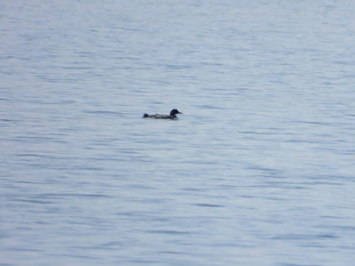 Plongeon huard - ML632027822