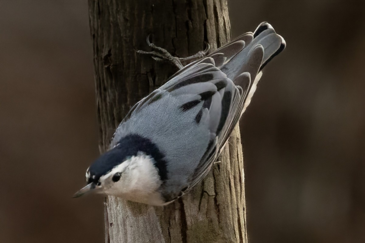 White-breasted Nuthatch - ML632027829