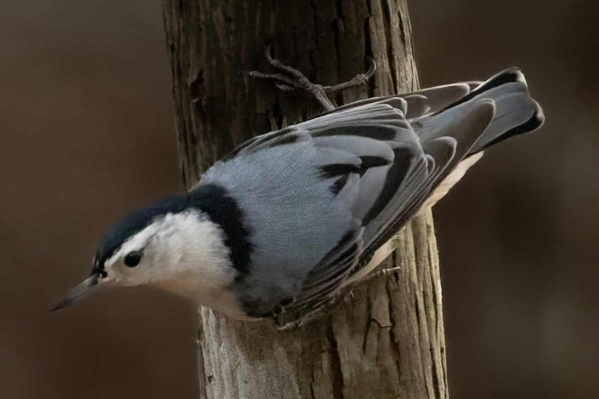 White-breasted Nuthatch - ML632027830