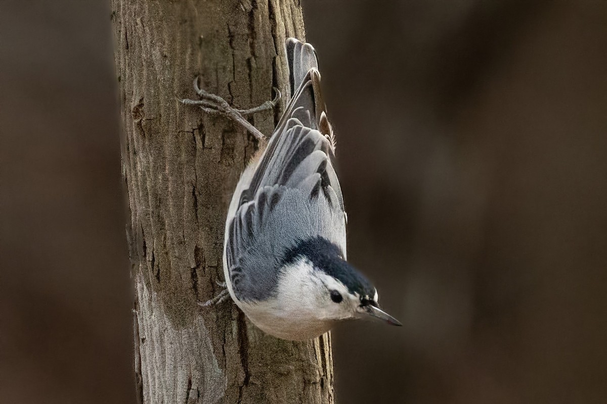 White-breasted Nuthatch - ML632027831