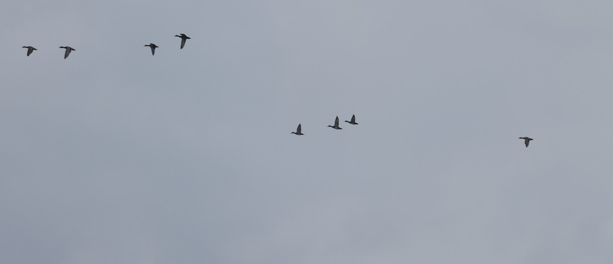 Gadwall - ML632027838