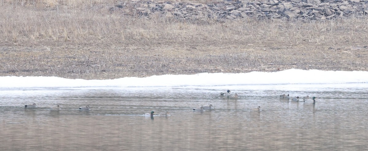 Gadwall - ML632027839
