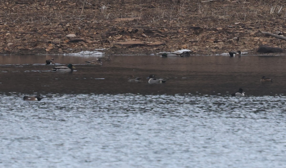 Northern Pintail - ML632027866