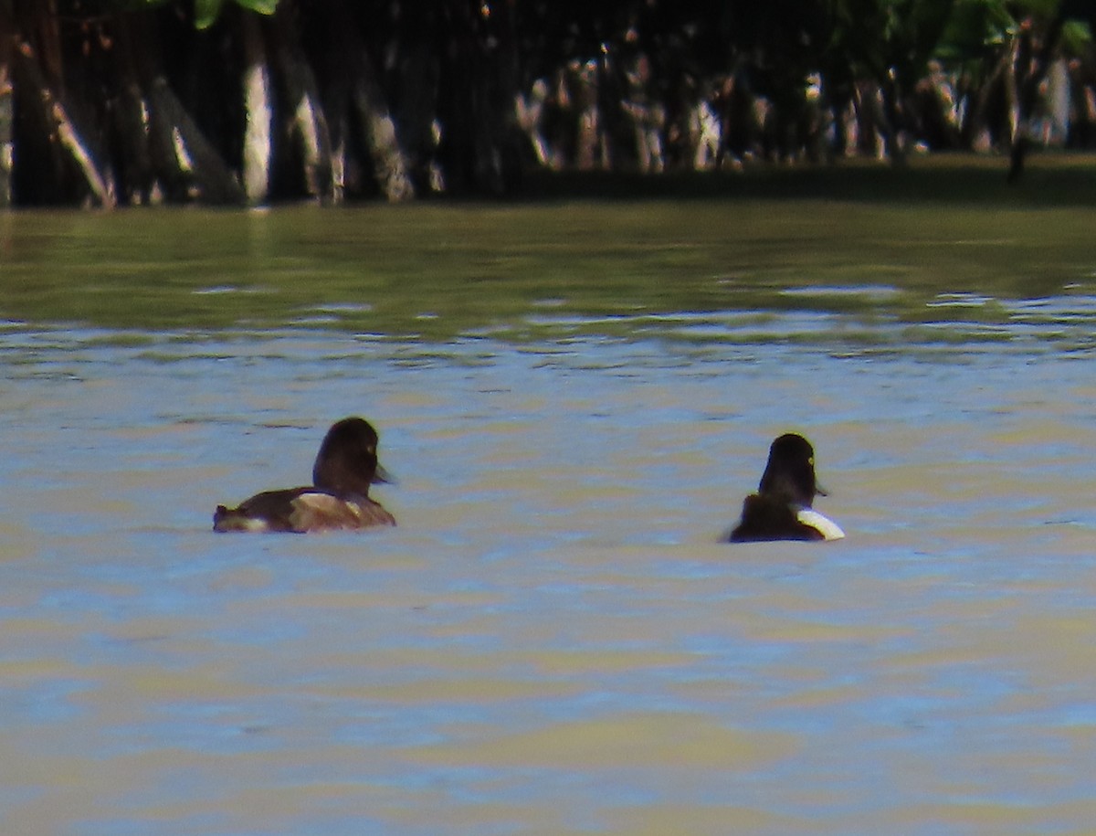 Lesser Scaup - ML632027877