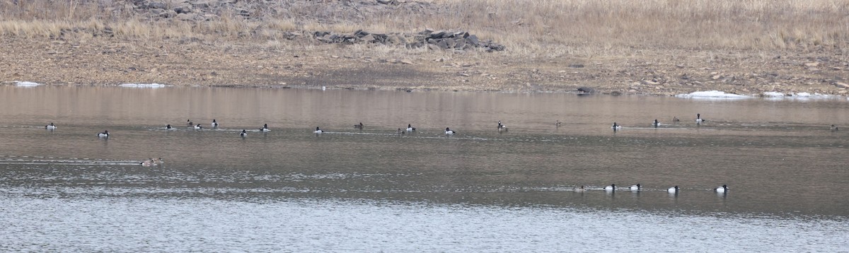 Ring-necked Duck - ML632027882