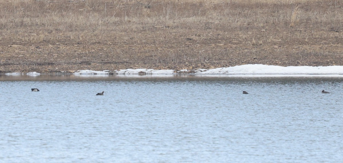 Hooded Merganser - ML632027889