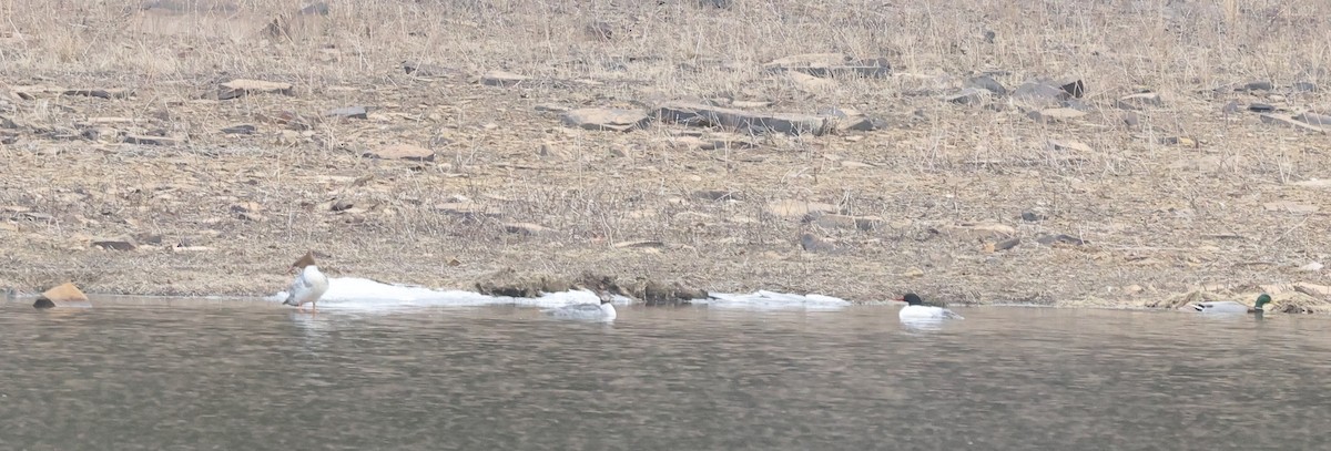 Common Merganser - ML632027894