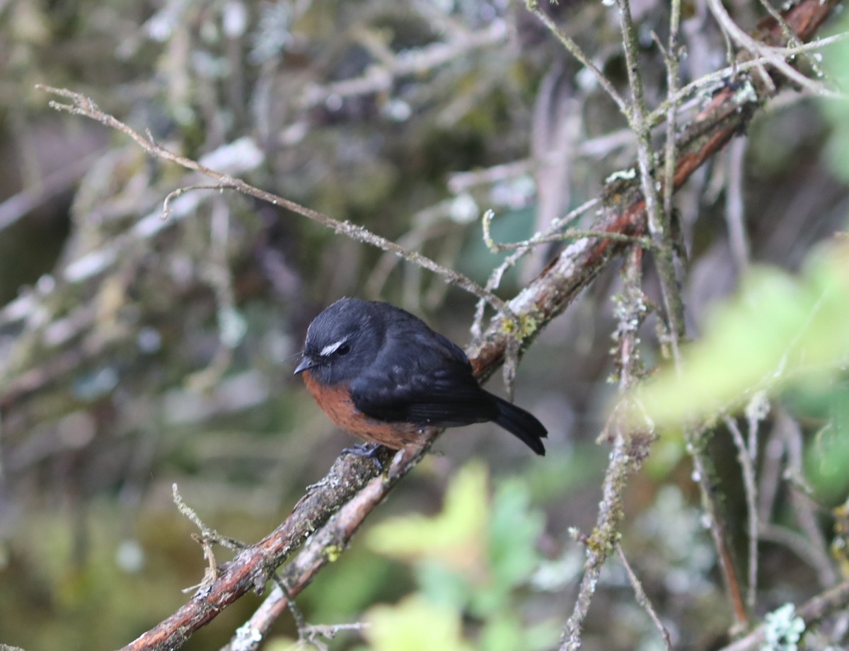 Chestnut-bellied Chat-Tyrant - ML632027906