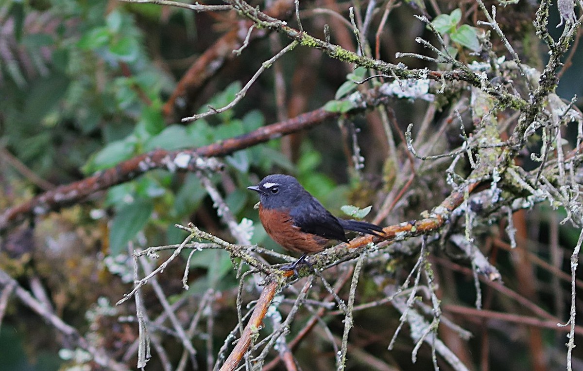 Chestnut-bellied Chat-Tyrant - ML632027907