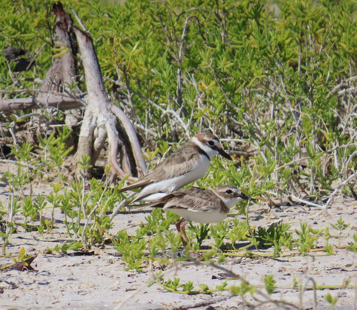 Wilson's Plover - ML632027940