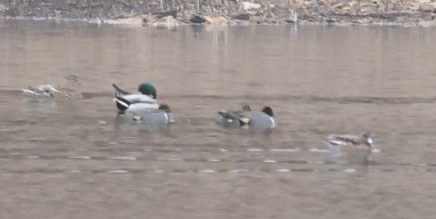 Green-winged Teal - ML632027944