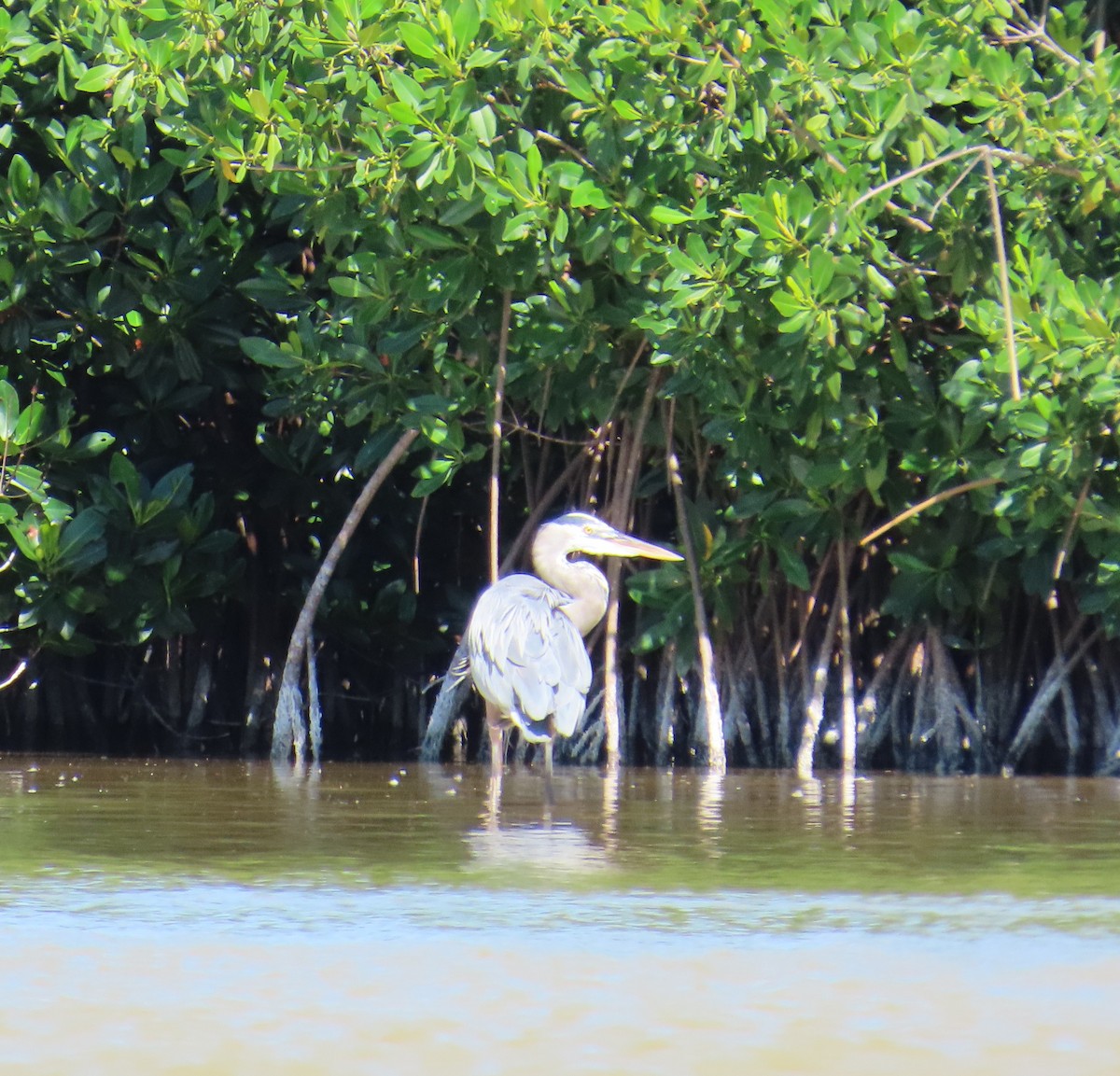 Great Blue Heron - ML632027960