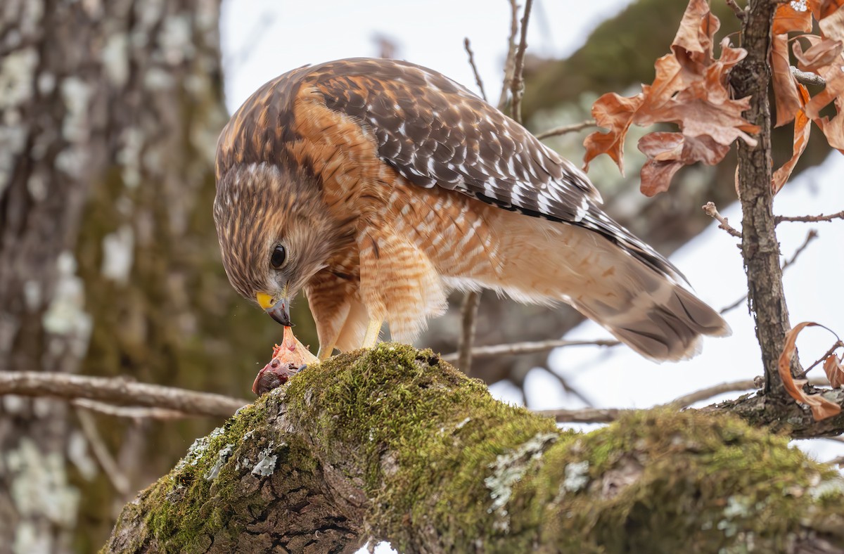 Red-shouldered Hawk (lineatus Group) - ML632028044
