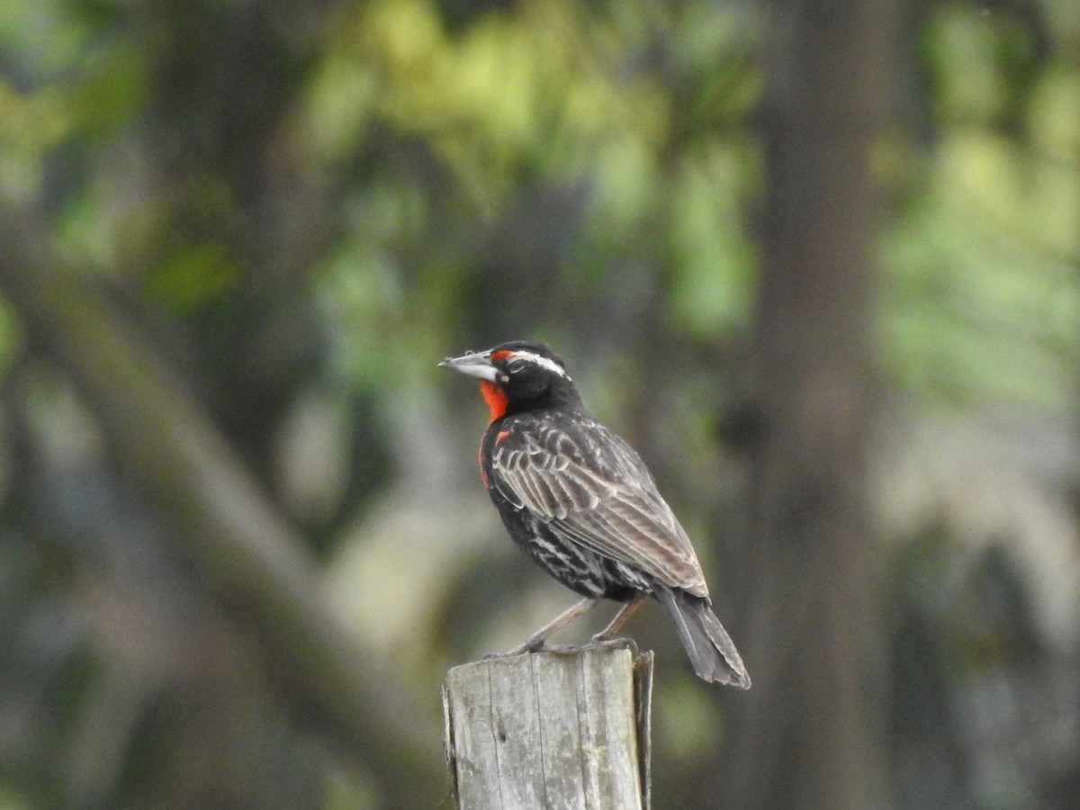 Peruvian Meadowlark - ML632028120