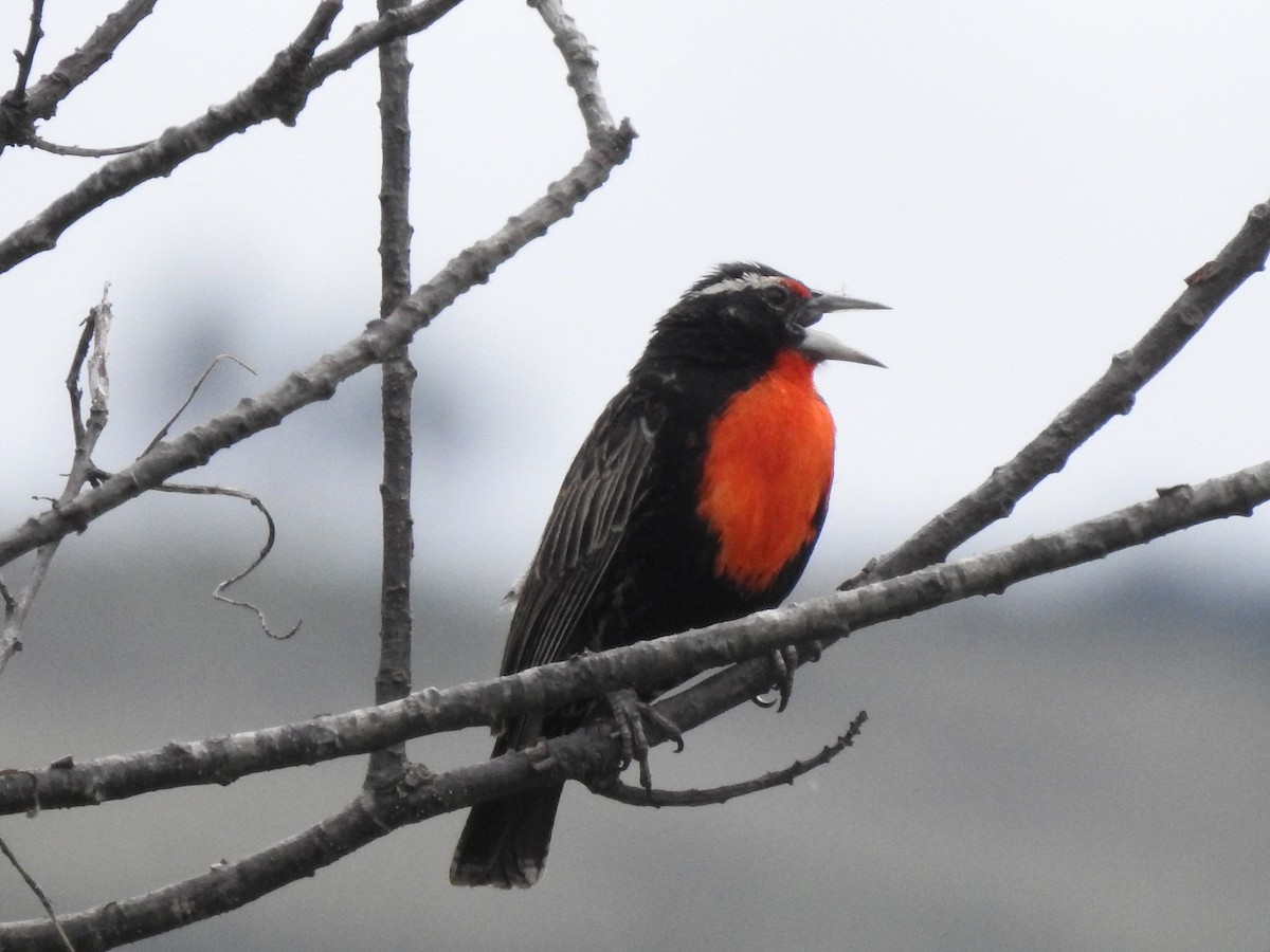 Peruvian Meadowlark - ML632028121