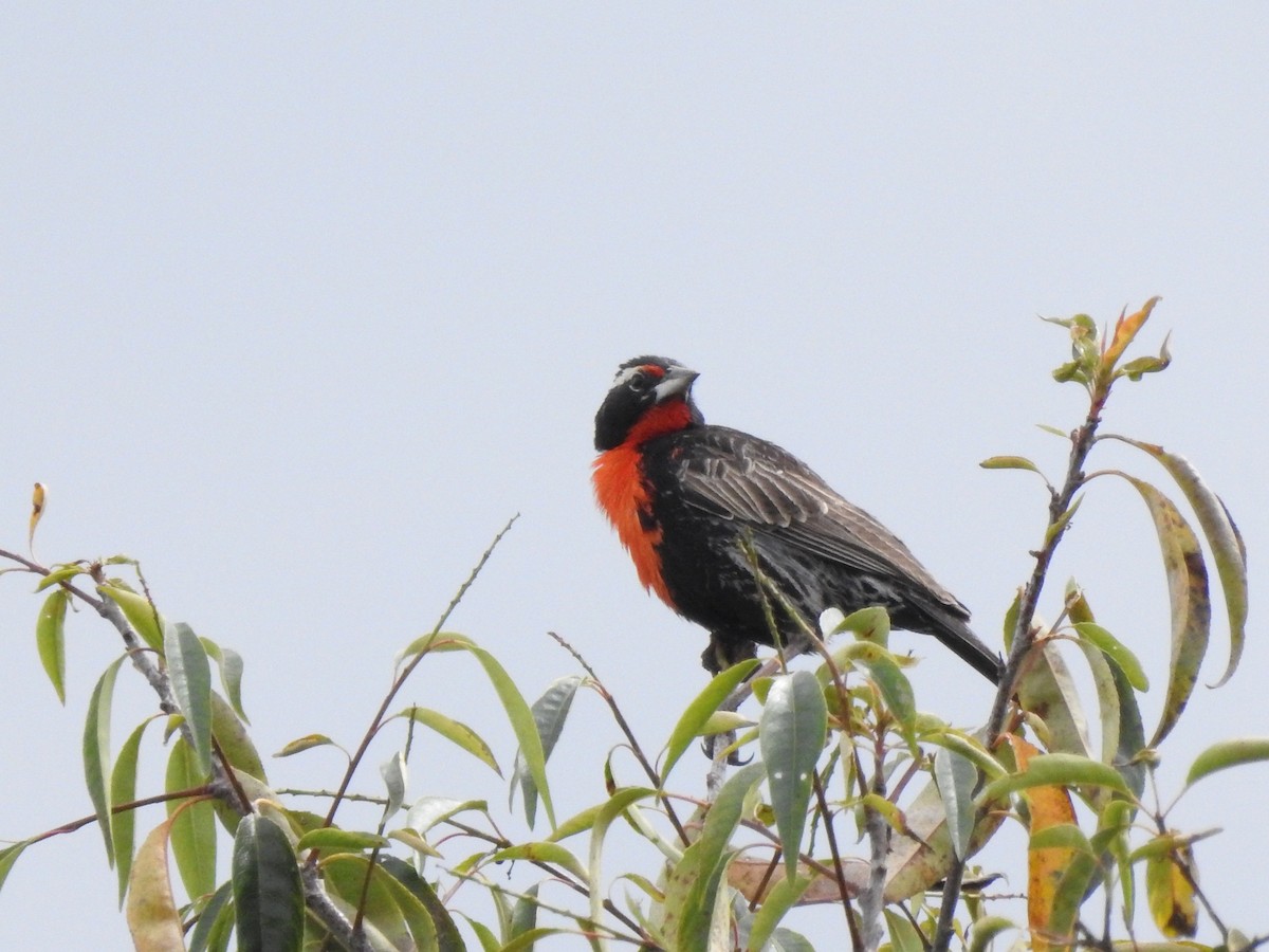 Peruvian Meadowlark - ML632028122