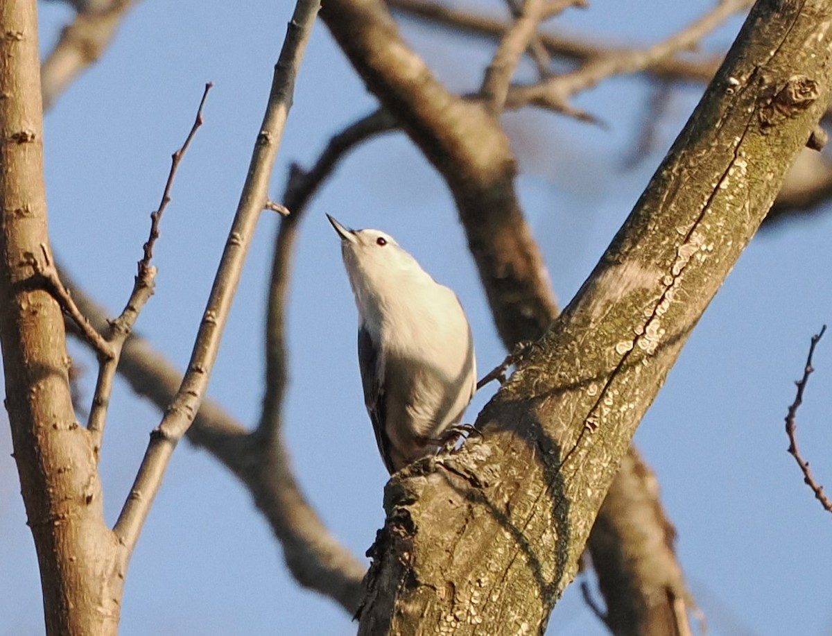 White-breasted Nuthatch - ML632028172