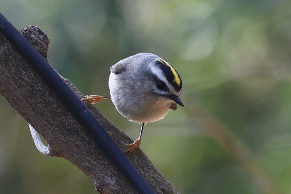 Golden-crowned Kinglet - ML632028195