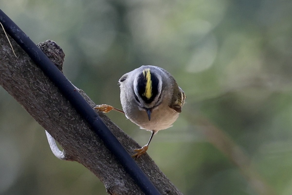 Golden-crowned Kinglet - ML632028197