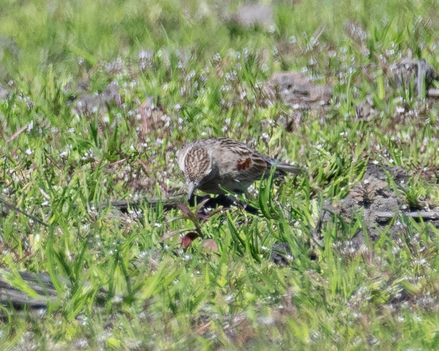 Thick-billed Longspur - ML632028203