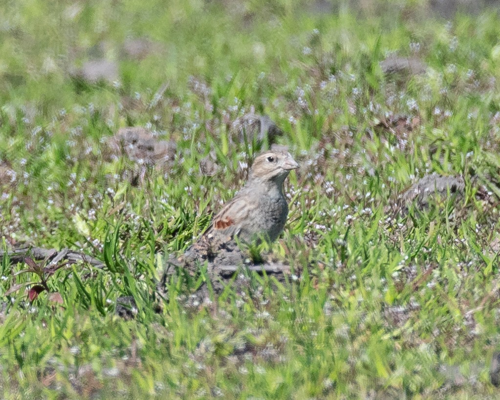 Thick-billed Longspur - ML632028204
