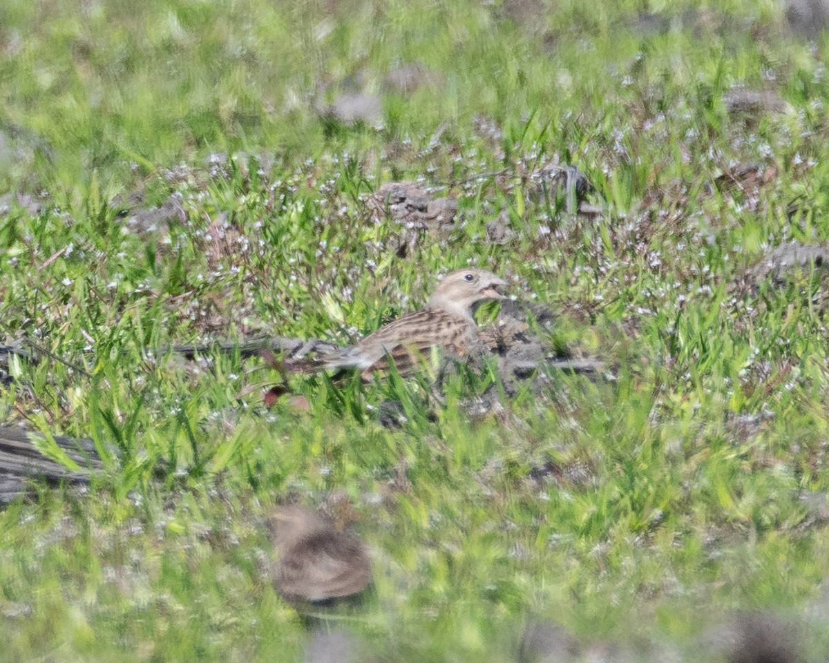 Thick-billed Longspur - ML632028206