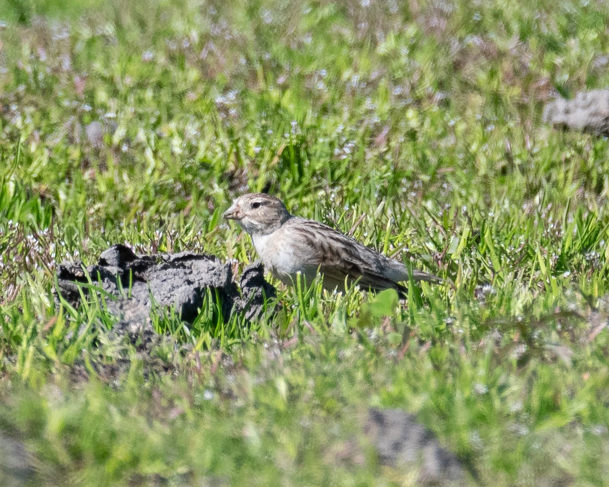 Thick-billed Longspur - ML632028207