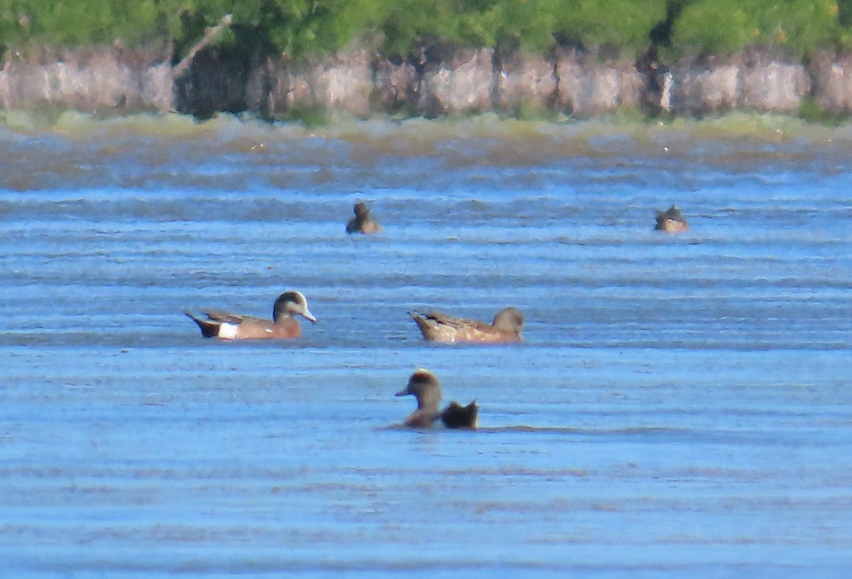 American Wigeon - ML632028225