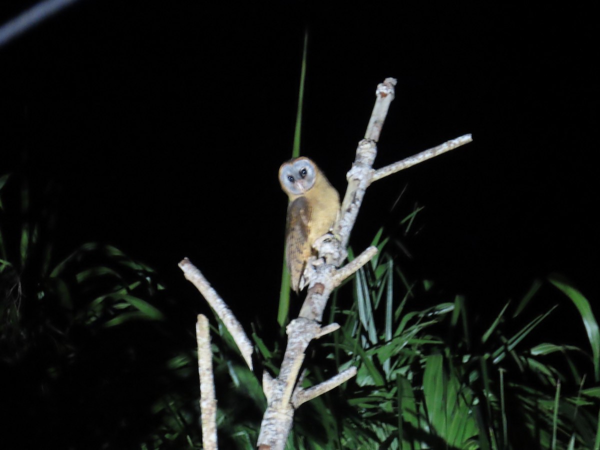 Ashy-faced Owl - ML632028298