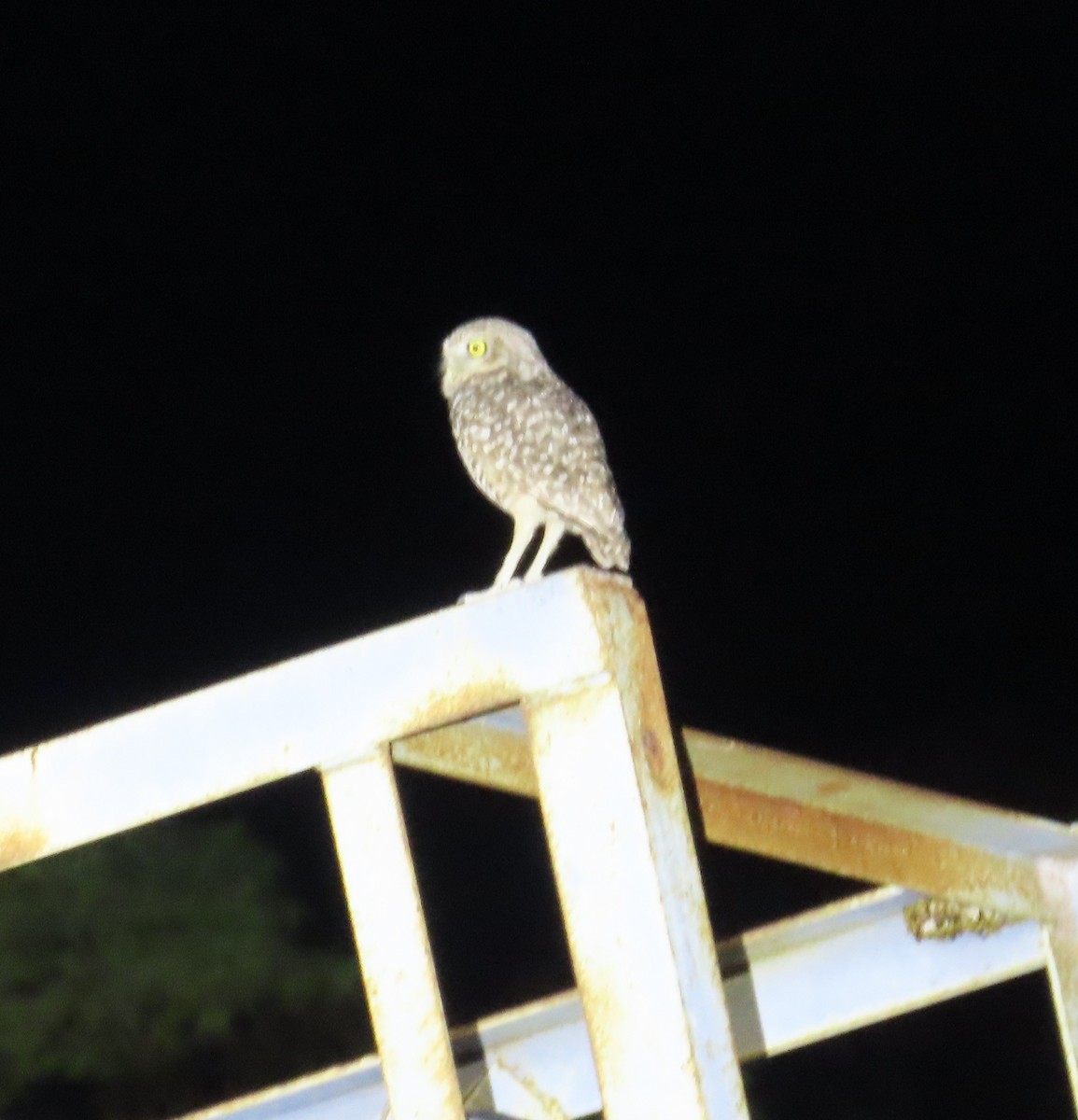 Burrowing Owl - ML632028307