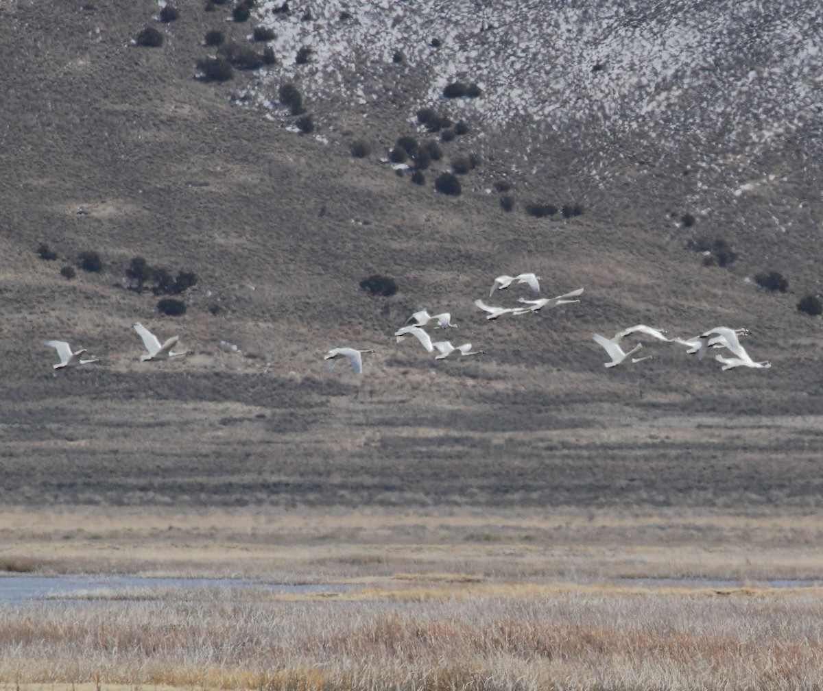 Trumpeter Swan - ML632028321