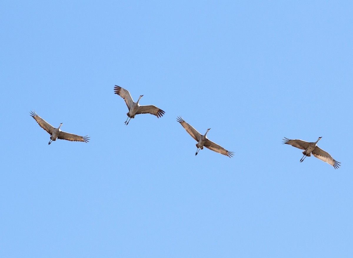 Sandhill Crane - ML632028326