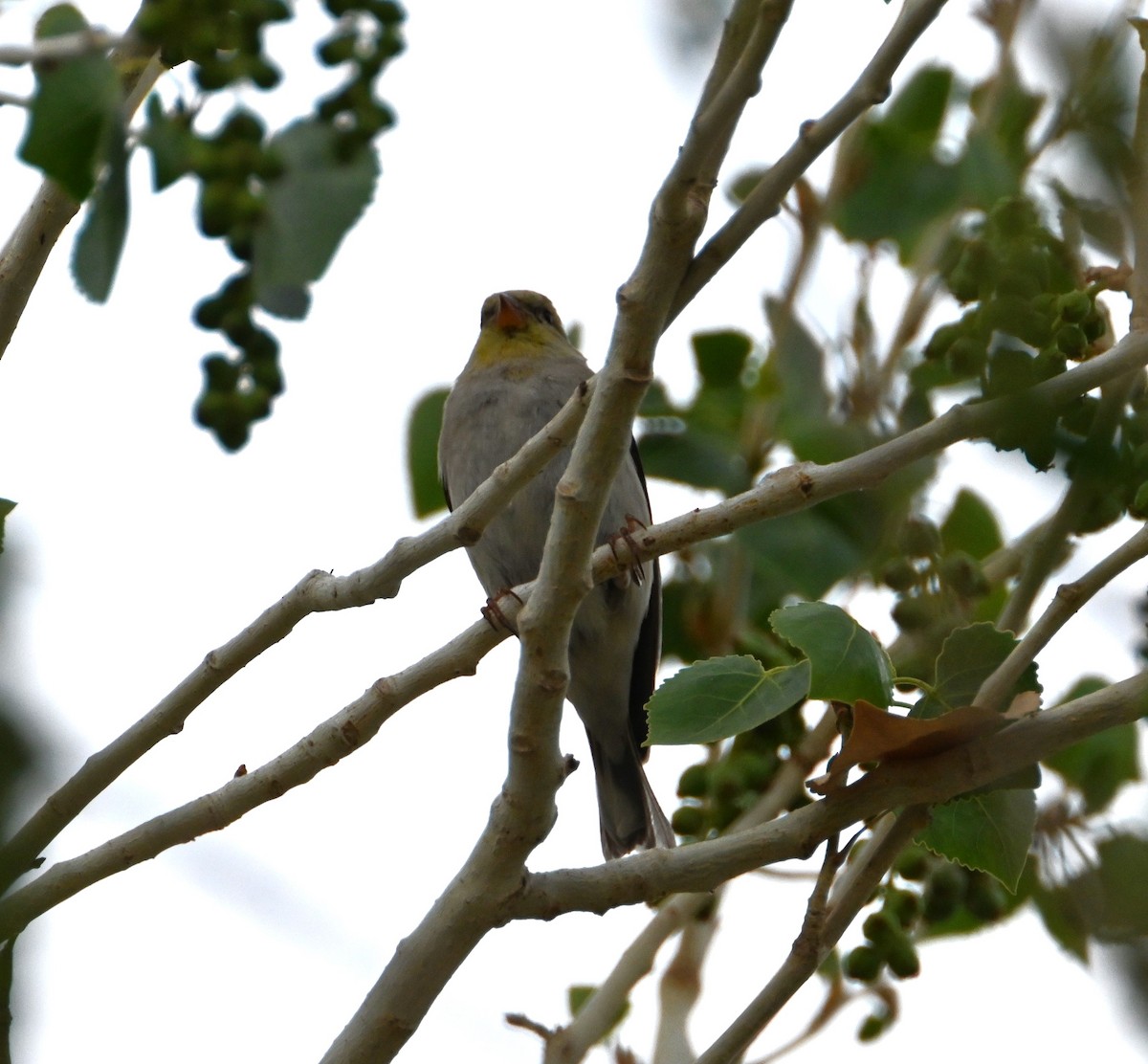 American Goldfinch - ML632028340