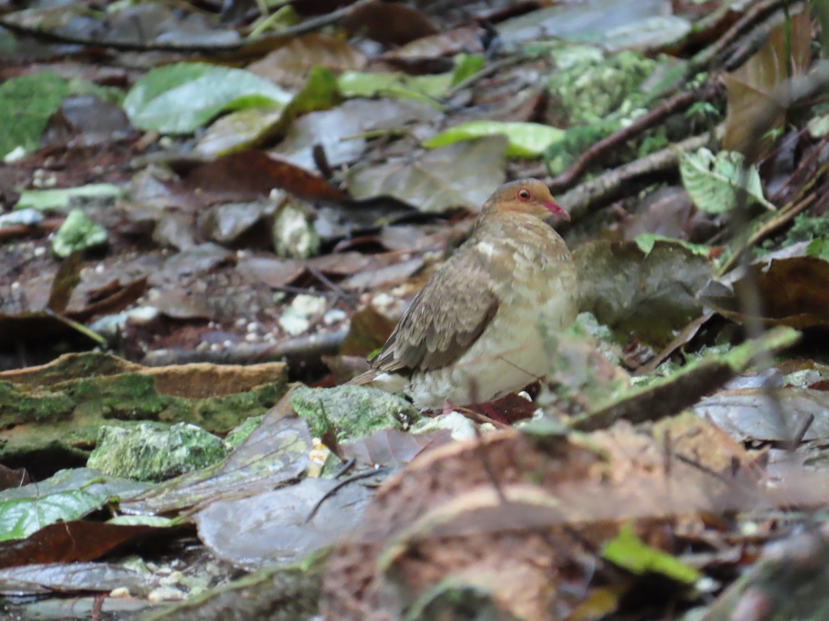Ruddy Quail-Dove - ML632028384