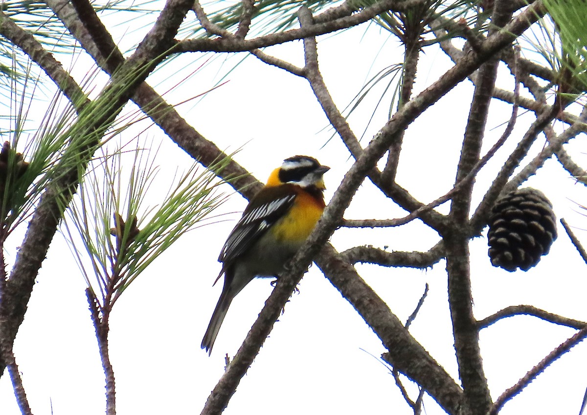 Hispaniolan Spindalis - ML632028423