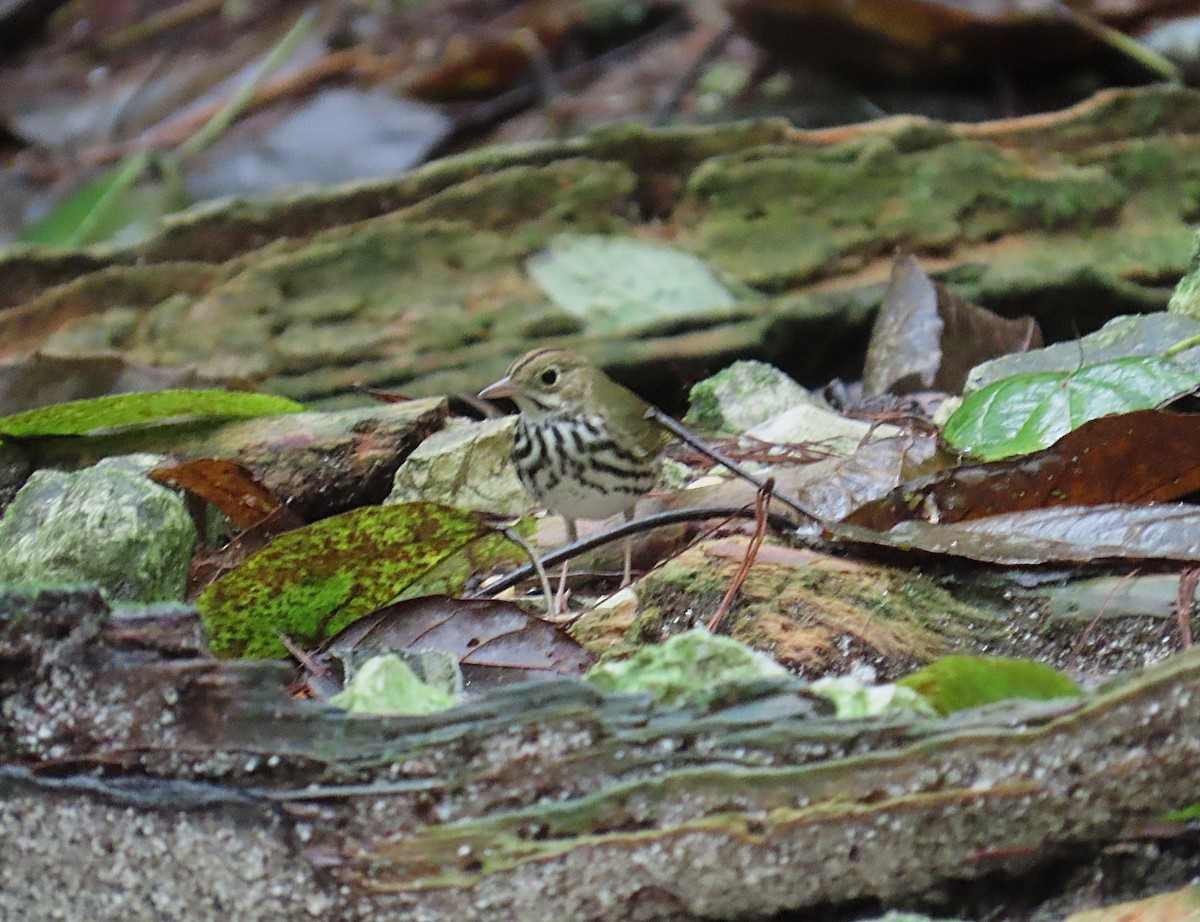 Ovenbird - ML632028427