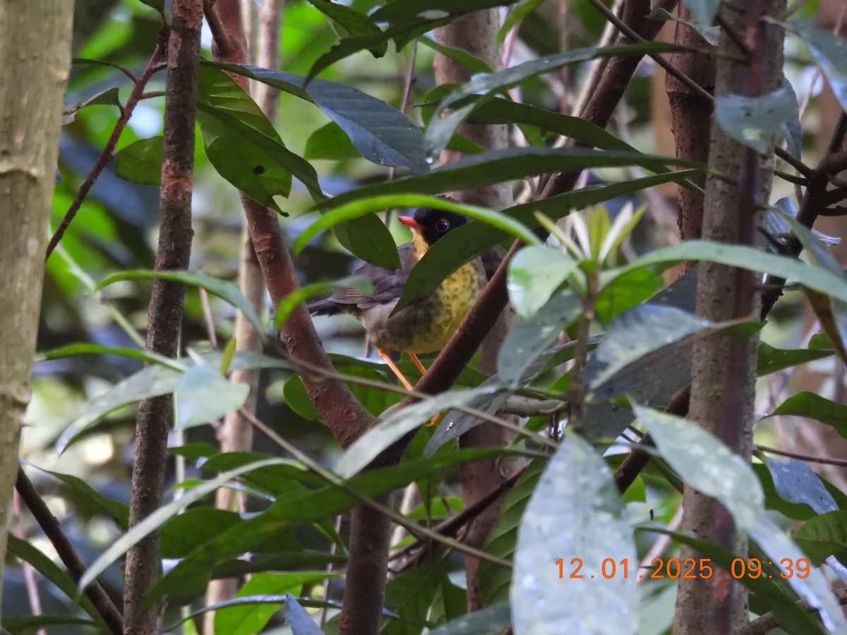 Yellow-throated Nightingale-Thrush - ML632028494