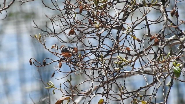Rufous-browed Conebill - ML632028577