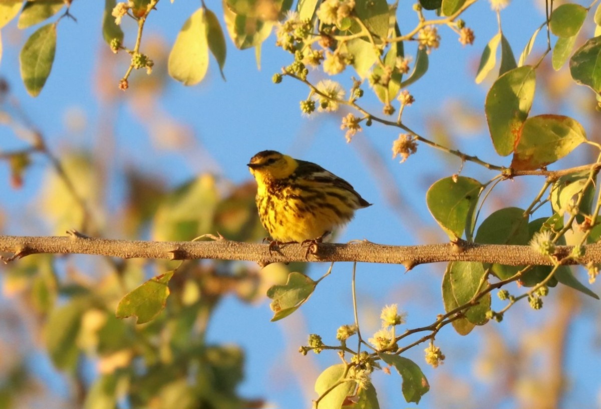 Cape May Warbler - ML632028619