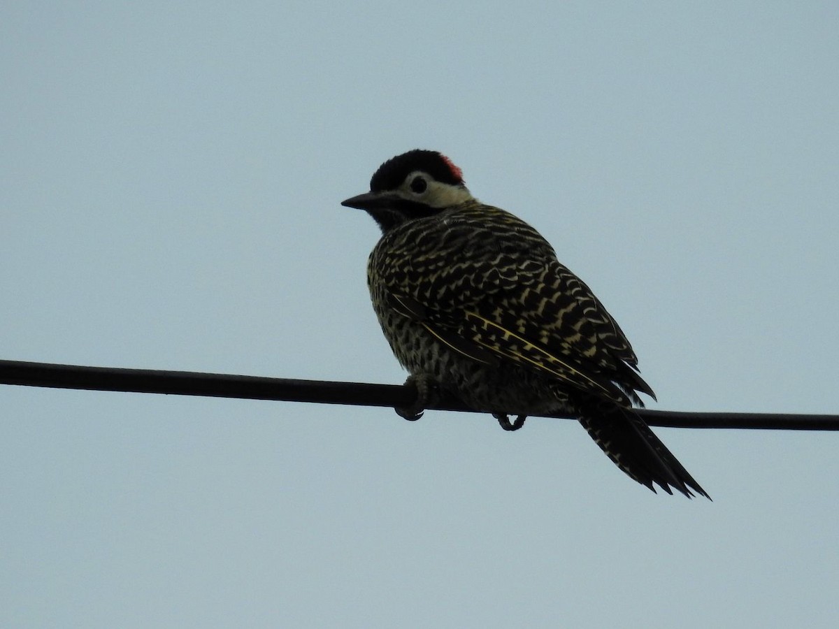 Green-barred Woodpecker - ML632028648