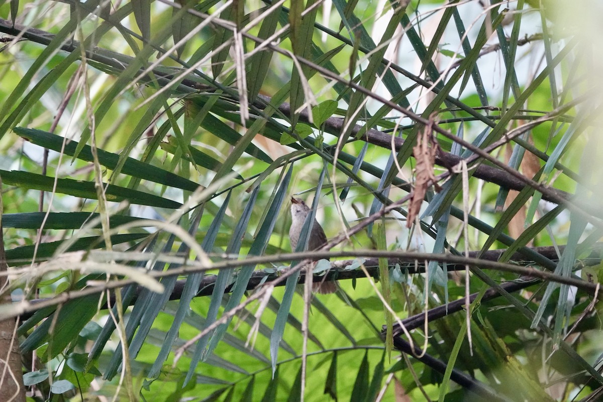 Dusky Fulvetta - ML632028688