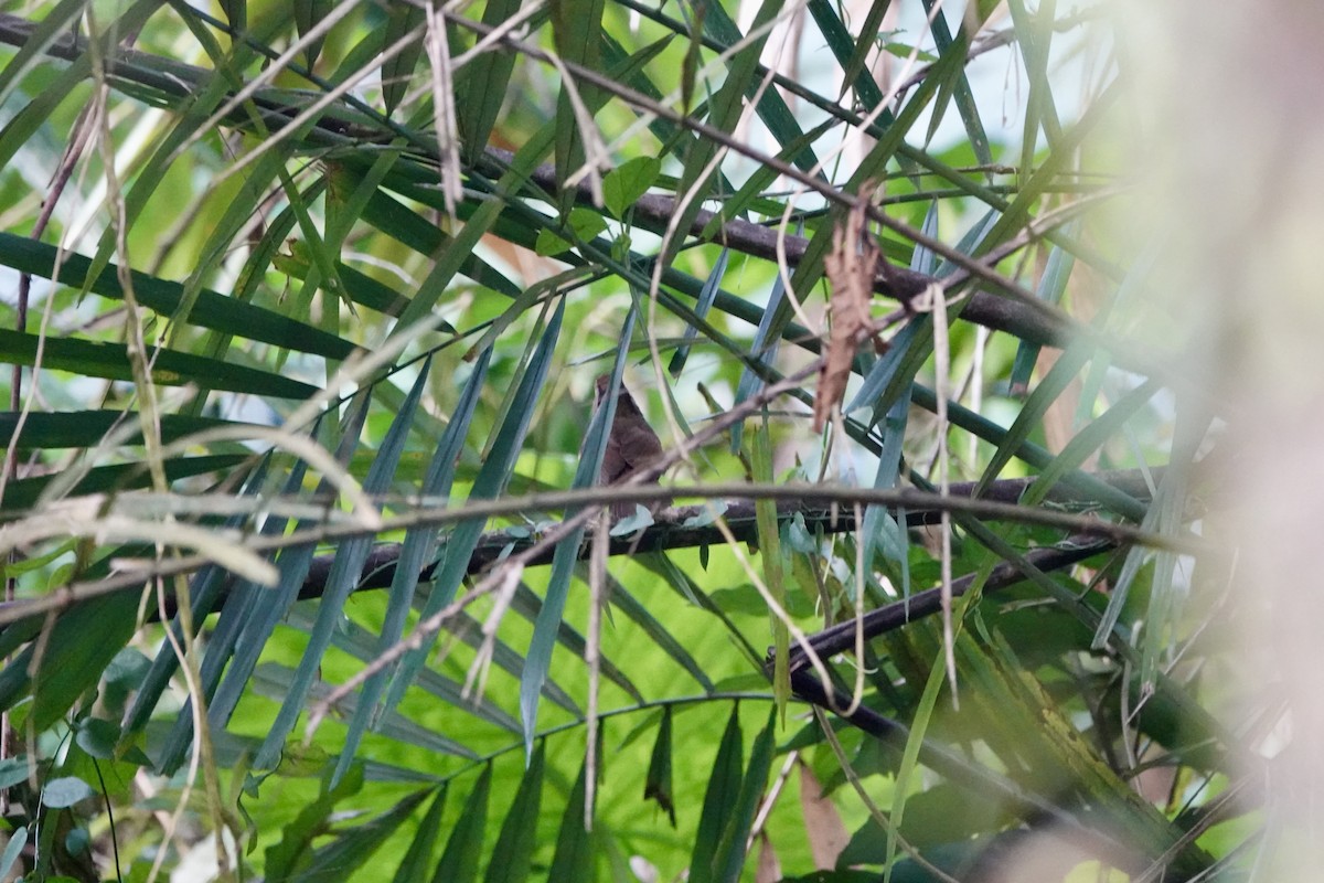 Dusky Fulvetta - ML632028689