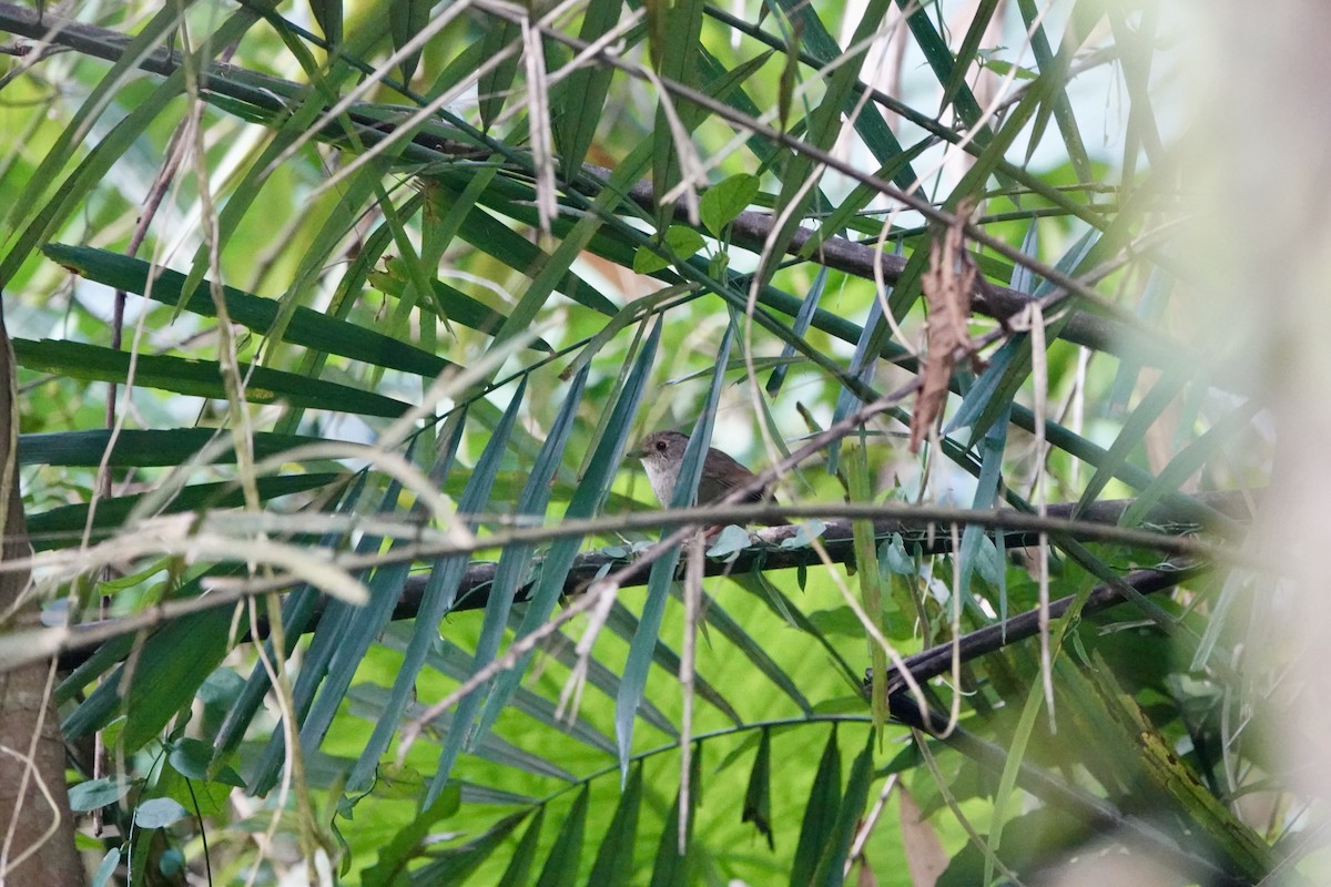 Dusky Fulvetta - ML632028690