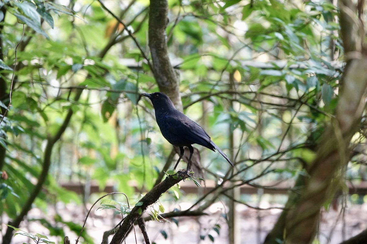 Taiwan Whistling-Thrush - ML632028712