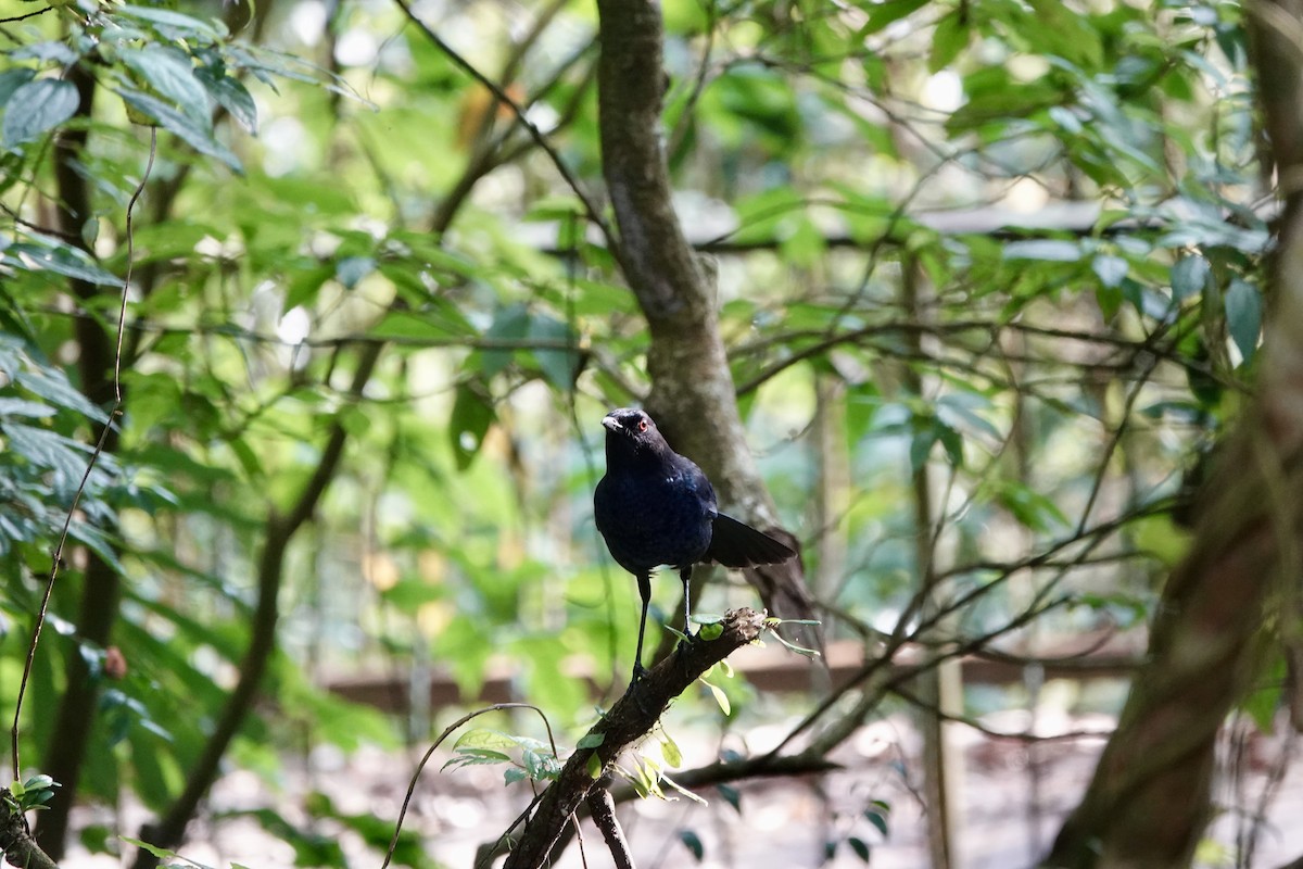 Taiwan Whistling-Thrush - ML632028713